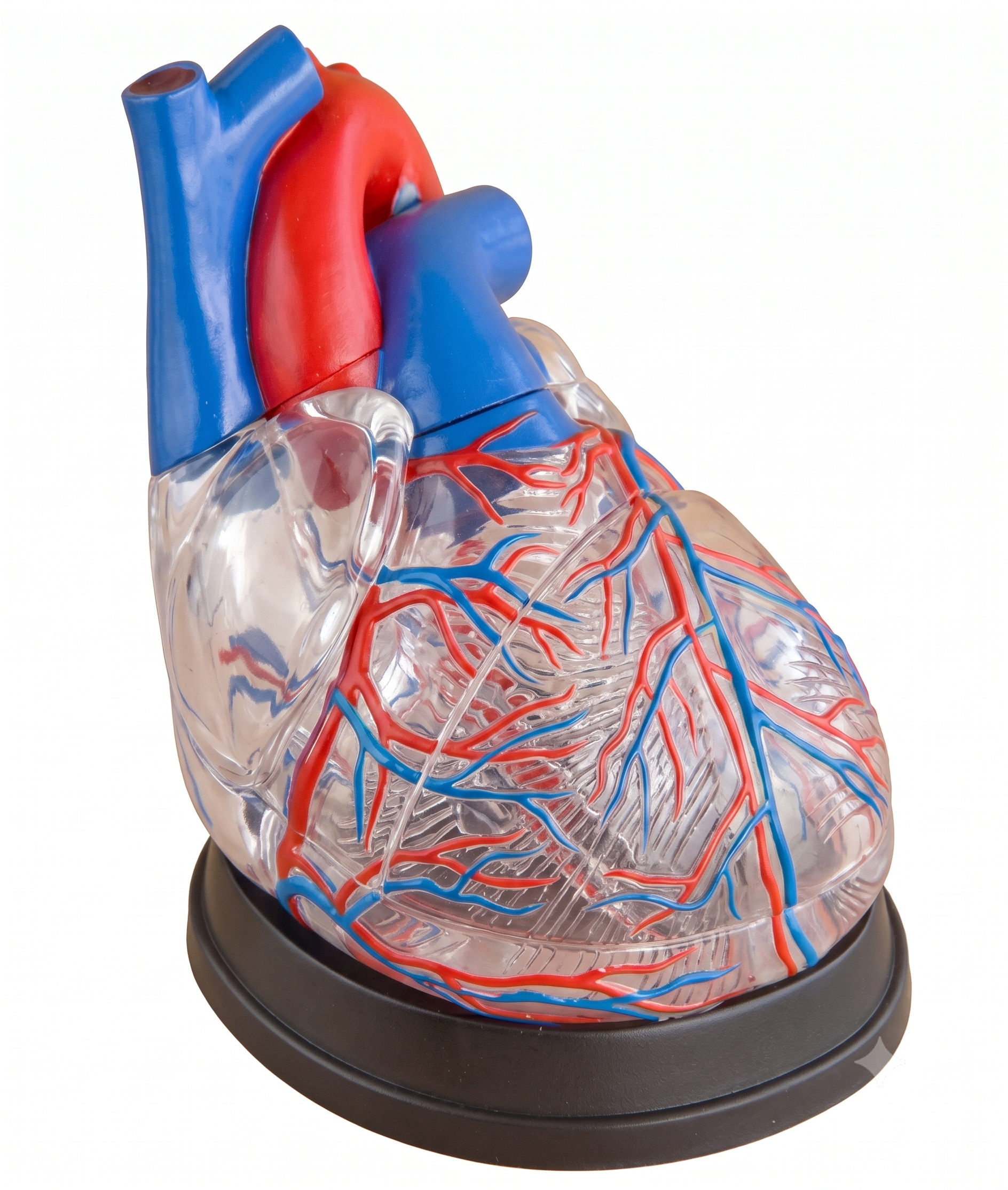 HEART MODEL